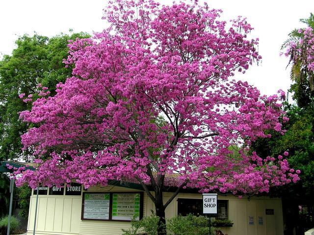 pink trumpet