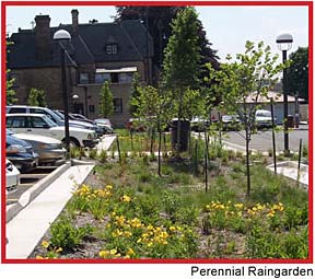 rain-garden-perennials-trees