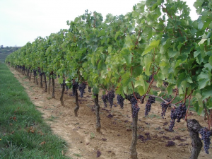 Grape Vines In Orchard With Fruit and Foliage
