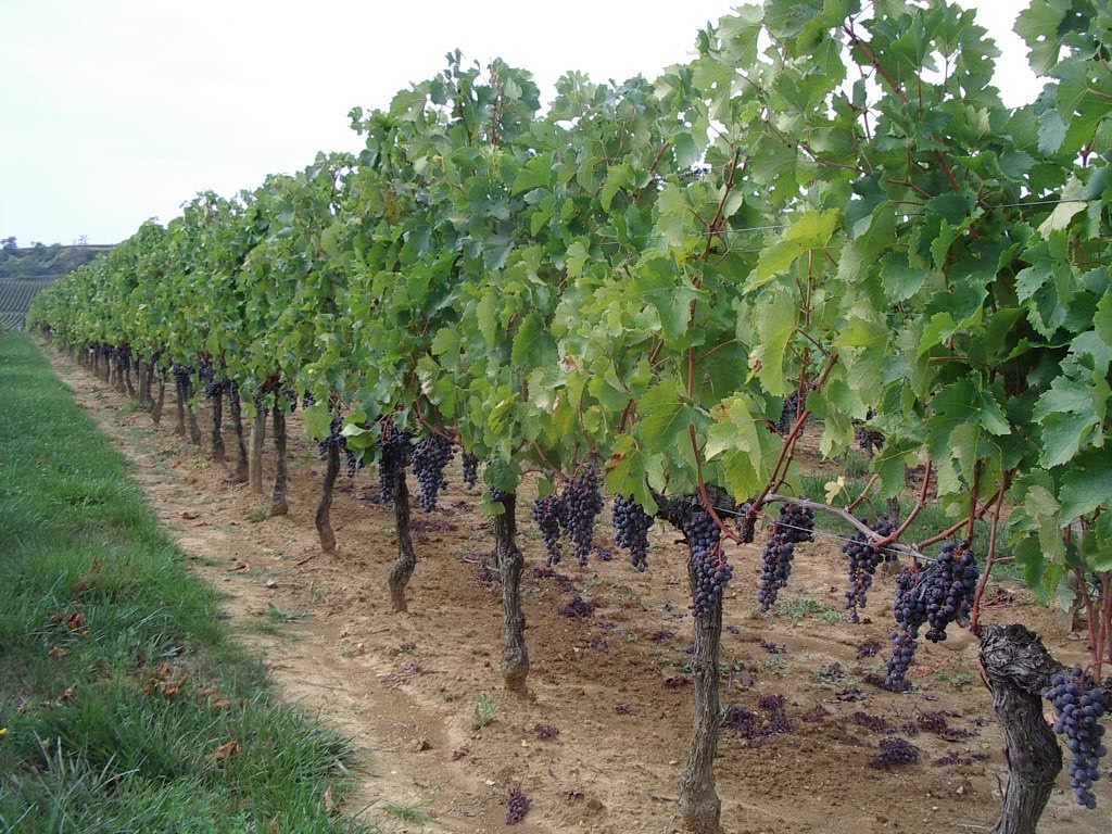 grape vine fence design