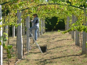 Grape Vines on Pergola Can Provide Fruit and Shade