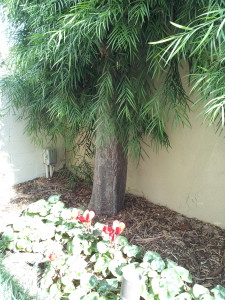 Podocarpus gracilior Espaliered 12 ft tall Trunk