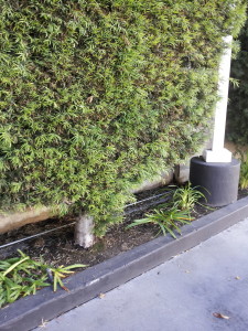 Podocarpus gracilior Hedge 14ft Trunk