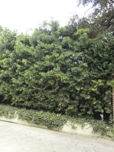 Podocarpus gracilior Hedge Untrained 12 ft