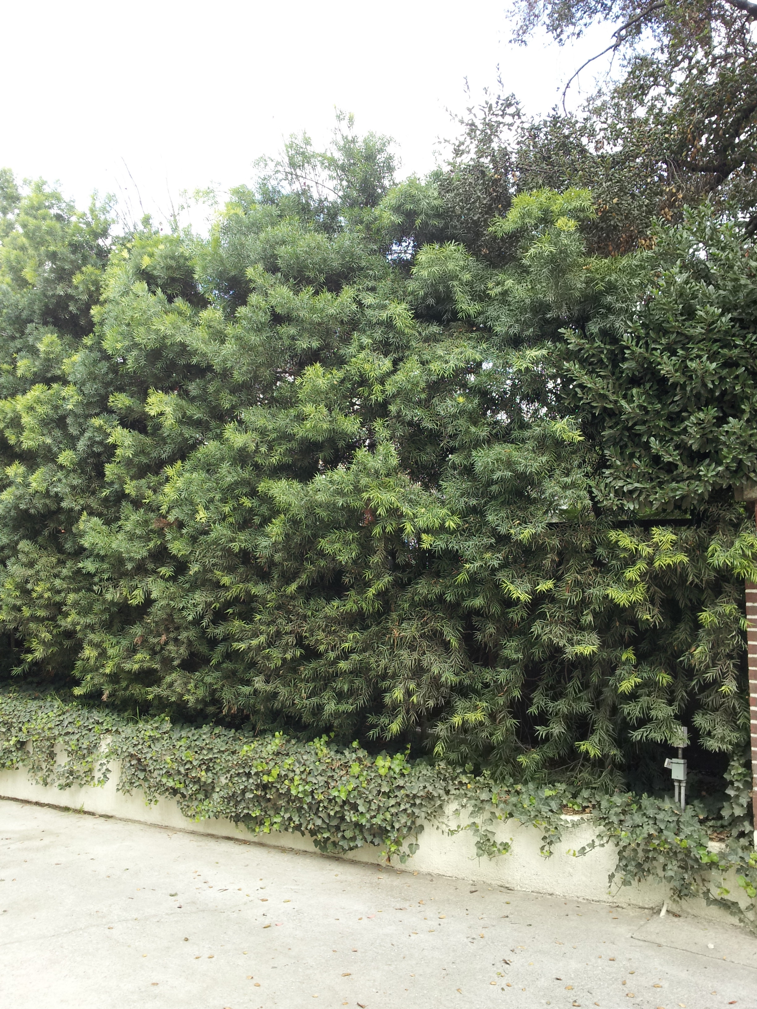 podocarpus hedge