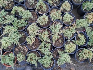 Juniper procumbens 'Nana'- Dwarf Japanese Juniper #01Top View Medium Size 1 gal b