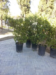 Ligustrum japonicum 'Texanum' #15 gal - Texas Privet - Waxleaf Privet