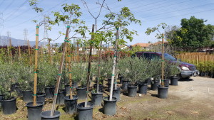 Tabebuia chrysotrica #15, Golden Trumpet Tree 8' std mish