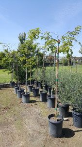 Tabebuia chrysotrica #15, Golden Trumpet Tree