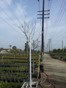 Tabebuia impetiginasa 24in 10 ft Tall- Pink Trumpet Tree vocw