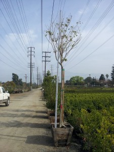 Tabebuia impetiginasa 24in 12 ft Tall- Pink Trumpet Tree vocw