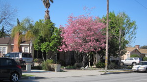 Tabebuia impetiginosa - Pink Trumpet Front Yard