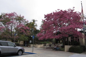 Tabebuia impetiginosa - Pink Trumpet Tree Arboretum Entrance