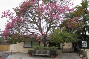 Tabebuia impetiginosa - Pink Trumpet