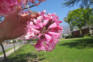 Tabebuia impetiginosa - Pink Trumpet Tree Flower Cluster