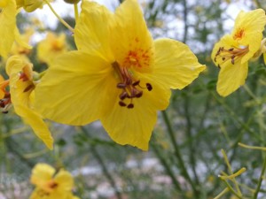 Cercidium x 'Desert Museum'- Palo Verde Desert Museum Flowers Close UP