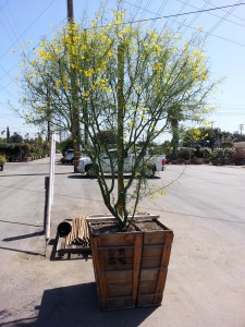Cercidium x 'Desert Museum'- Palo Verde Desert Museum multi 36in