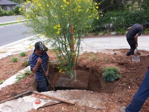 Cercidium x 'Desert Museum'- Palo Verde Desert Museum multi 36in Installation