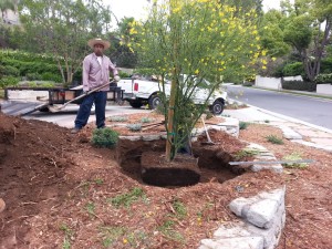 Cercidium x 'Desert Museum'- Palo Verde Desert Museum multi 36in Installation Large Hole Size