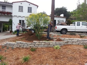 Cercidium x 'Desert Museum'- Palo Verde Desert Museum multi 36in Installation Installed