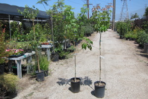 Tabebuia impetiginosa 5gal 6 ft Tall Young Plants