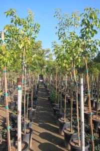 Tabebuia impetiginosa 15gal 7-8ft Tall Young Plants