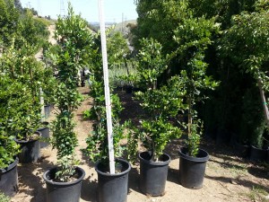 Ligustrum texanum Column #15 Texas Privett