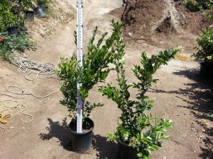 Ligustrum texanum bush #05 Texas Privett