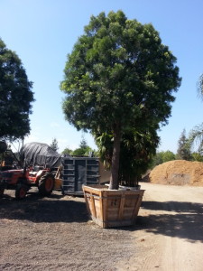 Podocarpus gracilior standard 60in box