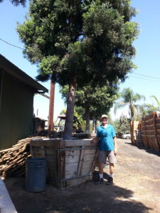 Podocarpus gracilior standard 60in box Standing next to the box