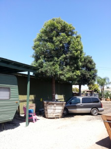 Podocarpus gracilior standard 60in box