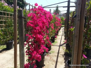 Bougainvillea spectabilis 'Barbara Karst' espalier #15