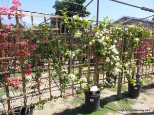 Bougainvillea spectabilis White espalier #15