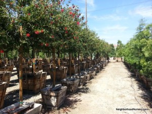 Callistemon citrinus- Crimson Bottlebrush std 24in