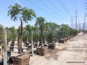 Cassia leptophylla - Gold Medallion Tree standard 24 in