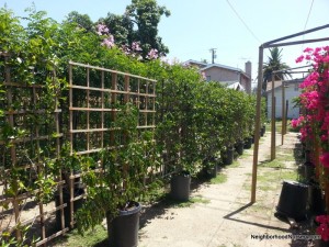 Clytostoma callistegioides- Lavender Trumpet Vine Espalier #15