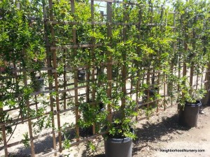 Gelsemium sempervirens- Carolina jessamine espalier #15