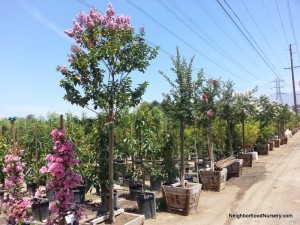 Lagerstroemia indica 'Pink' - Crepe Myrtle std 24in