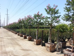 Lagerstroemia indica 'Pink' - Crepe Myrtle std 24in