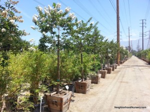 Lagerstroemia indica 'White' - Crepe Myrtle std 24in