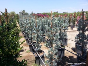 Podocarpus elongatus 'Icee Blue' column