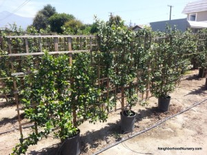 Trachelospermum jasminoides- Star Jasmine espalier #15