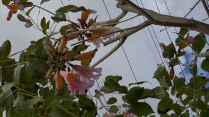 Handroanthus impetiginosus, Tabebuia impetiginosus 24in Light Pink akas 20160307_130211