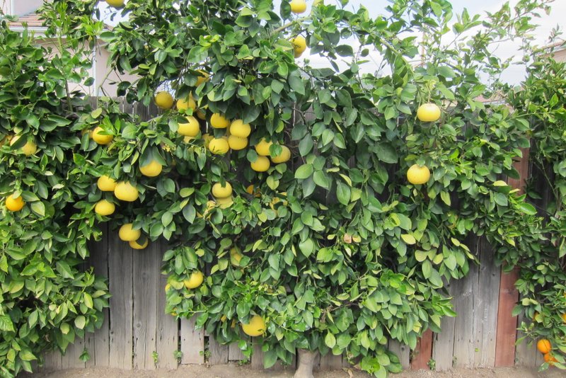 Citrus Espaliers In The Landscape - Neighborhood Nursery