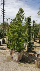 Prunus caroliniana clm 24in- Carolina Cherry, Laurel Cherry 7x36