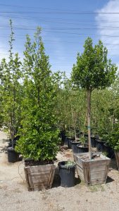 Prunus caroliniana clm and std 24in- Carolina Cherry, Laurel Cherry