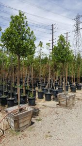 Prunus caroliniana std 24in- Carolina Cherry, Laurel Cherry 8'x36