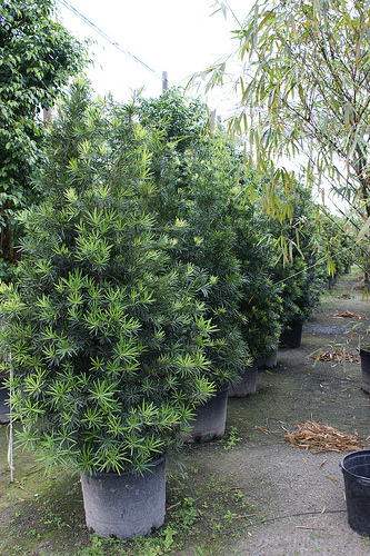 podocarpus-macrophyllus-maki - Neighborhood Nursery