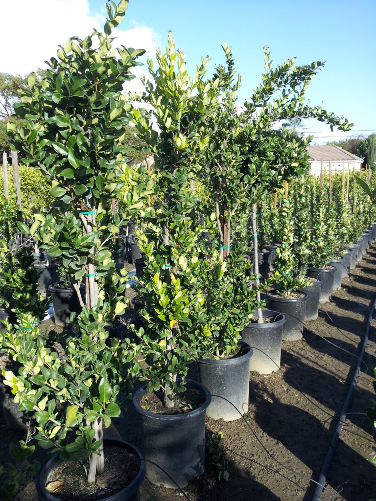 Ligustrum texanum - Neighborhood Nursery